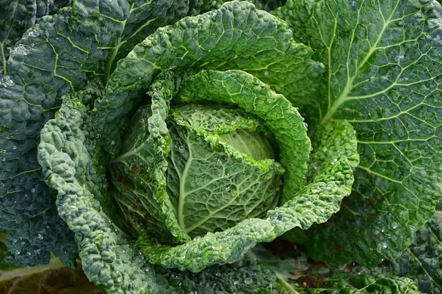 Cabbage and Geraniums