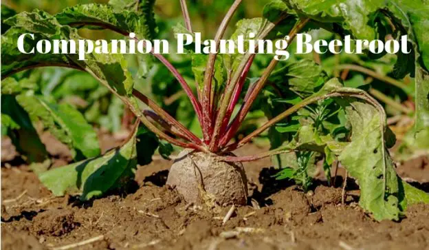 Companion Planting Beetroot