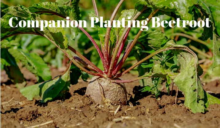 Image of Beetroot companion plant for peppers