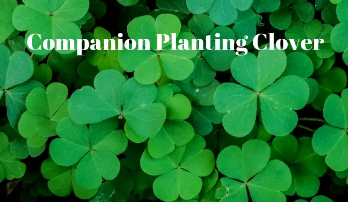 Image of Clover companion plant for gooseberry