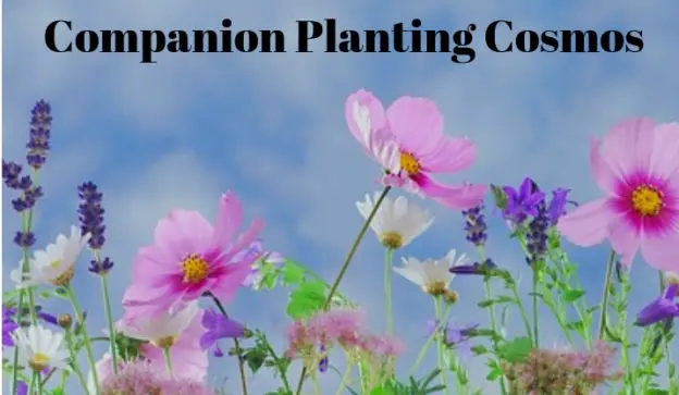 Companion Planting Cosmos