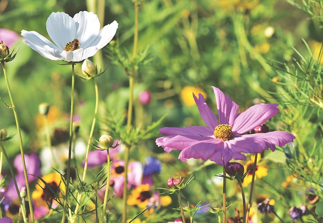 Companion Planting Cosmos with Flowers