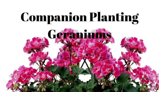 Companion Planting Geraniums