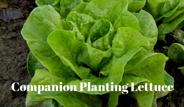Companion Planting Lettuce