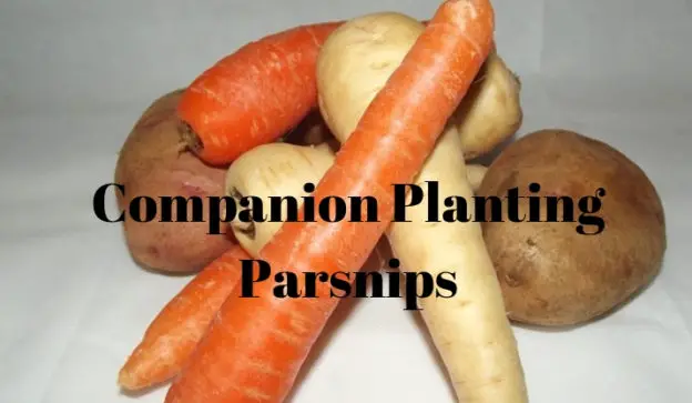 Companion Planting Parsnips