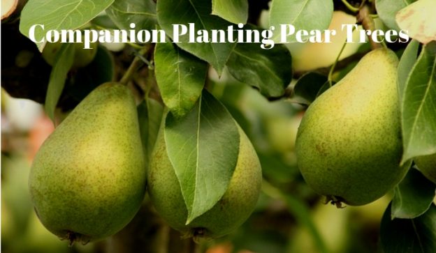 Companion Planting Pear Trees