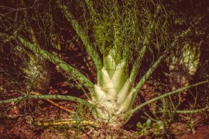 what not to grow with pparsnips Fennel and Parsnips