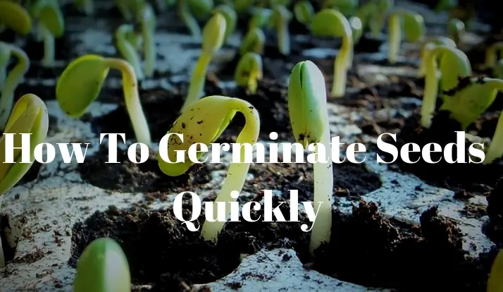 how-to-germinate-seeds-quickly-growing-guides