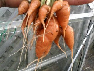 companion planting parsnips Carrots and Parsnips