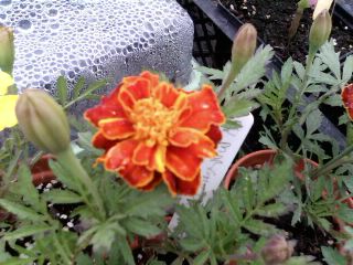 Marigold Companion Plant- what not to grow with lettuce