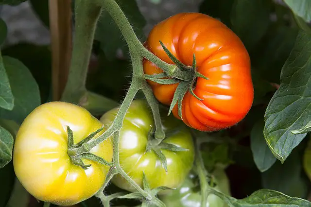 Tomatoes and Nasturtiums