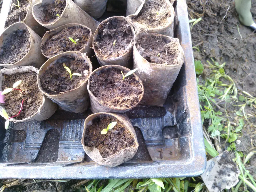 growing parsnips in toilet rolls