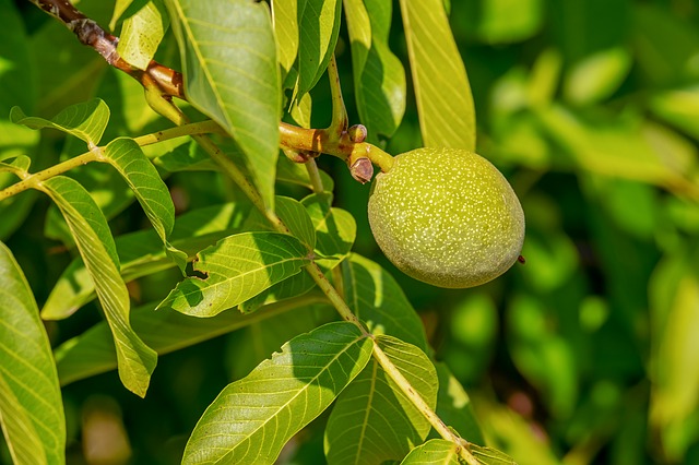What Not to Grow With Pear Trees