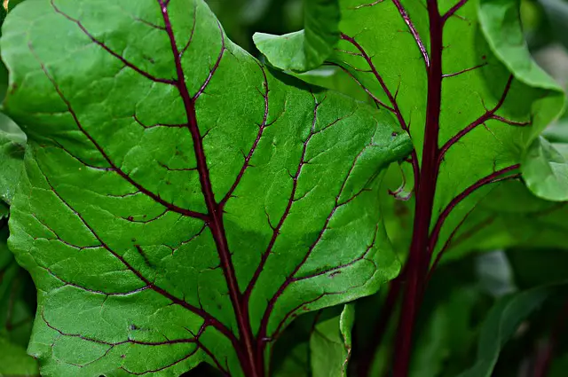 beetroot and leaf beet companion planting beetroot