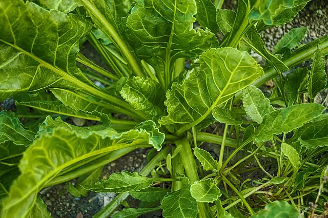 companion planting beetroot and perennial spinach