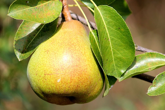 companion planting clover-pear trees