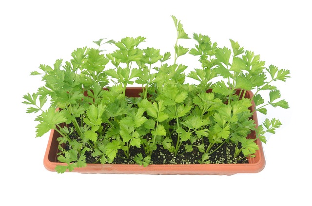companion planting lettuce and celery