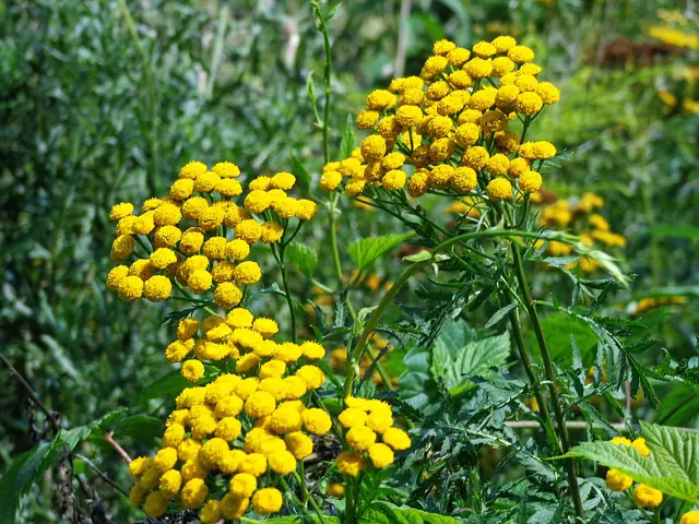 Image of Tansy companion plant for peach trees