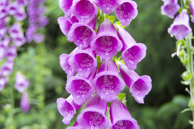 companion planting pear trees-Pear Trees and Foxgloves