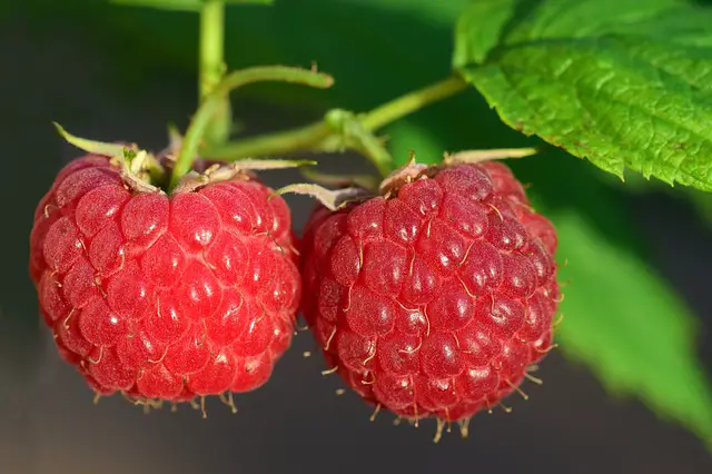  raspberries