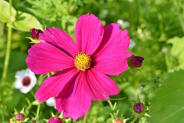 Companion Planting Cosmos - Growing Guides