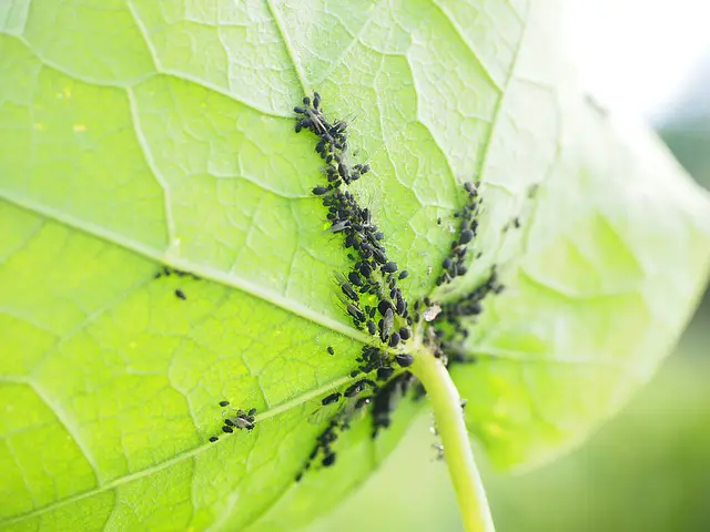 nasturtium pests aphids