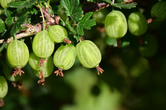 what not to grow with clover-Clover and Gooseberries