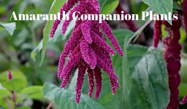Amaranth Companion Plants