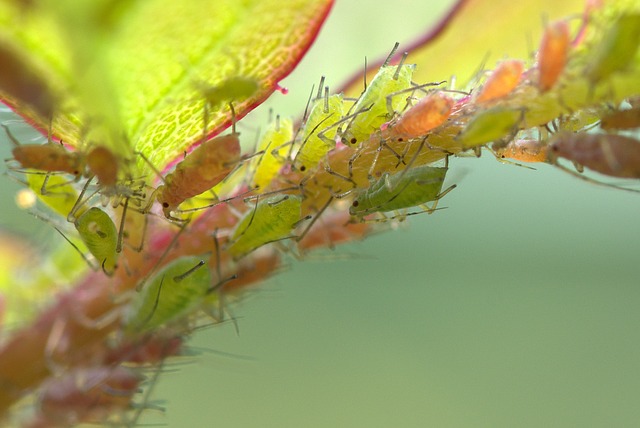 Aphids On Roses Is A Worldwide Problem