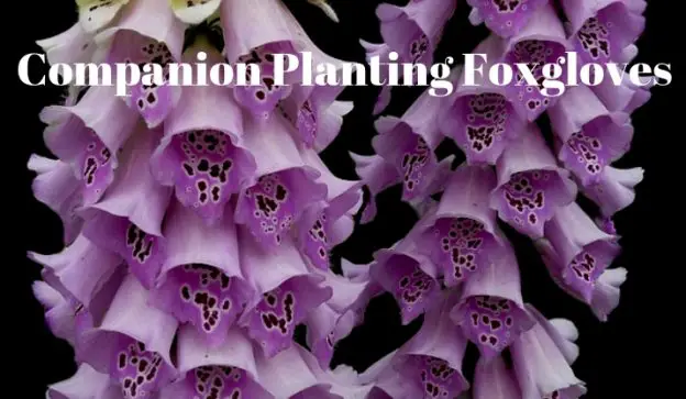 Companion Planting Foxgloves
