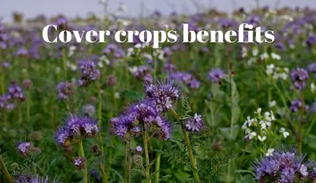 Cover crops benefits