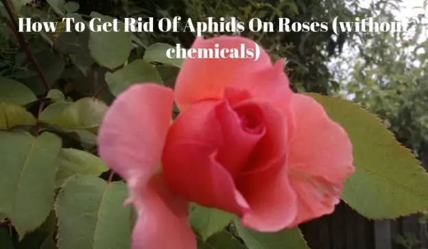 How To Get Rid Of Aphids On Roses (without chemicals)