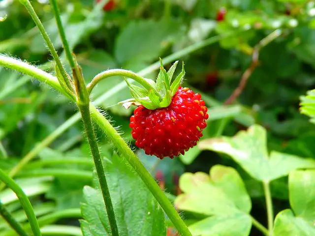 Strawberries can carry the Verticillium wilt virus