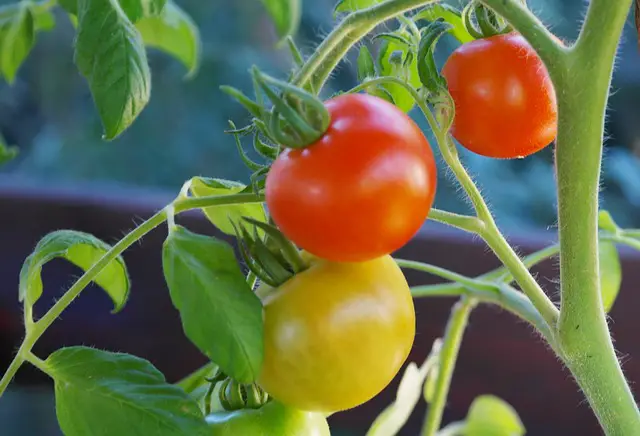 Tomatoes In The Vegtrug