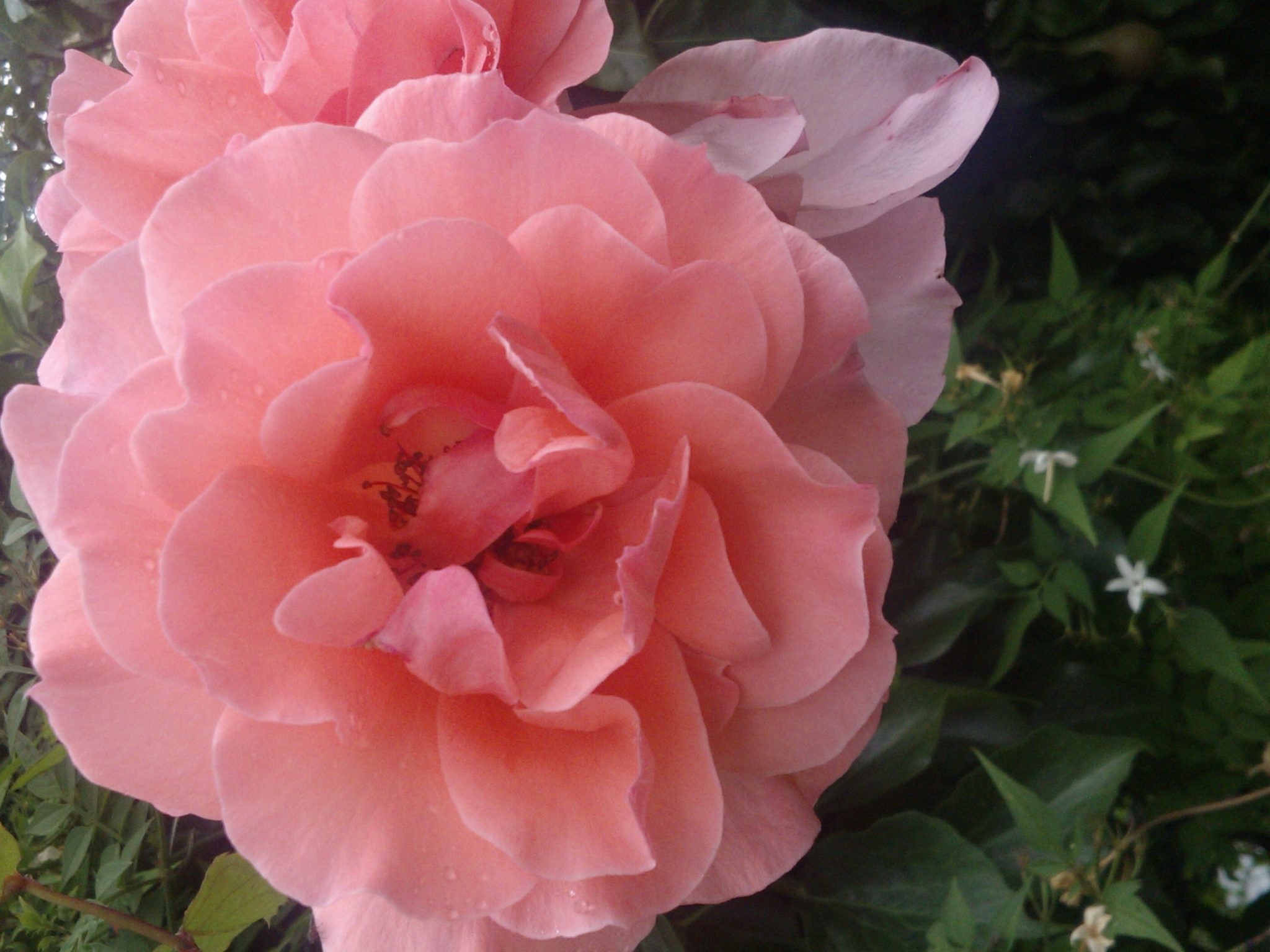 Companion Planting Rue - Growing Guides