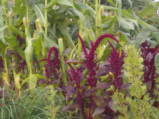 Amaranth Companion Plants - Growing Guides