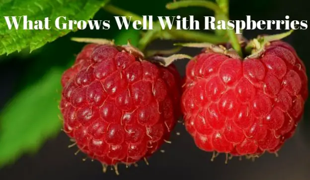 What Grows Well With Raspberries