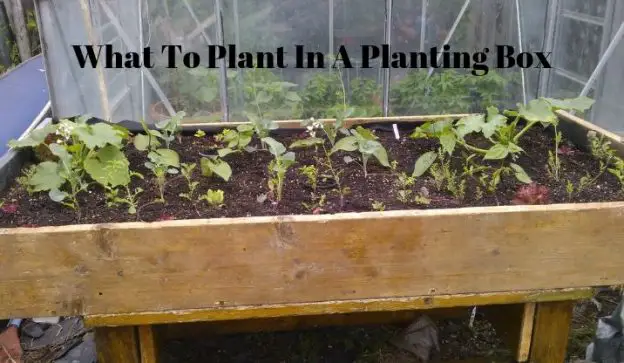 What To Plant In A Planting Box