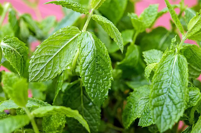 What To Plant In A Planting Box mint