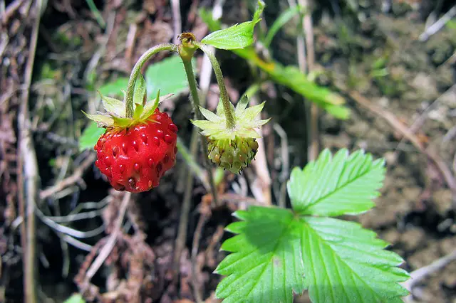 alpine strawberries