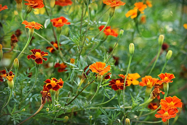 amaranth companion plants-Marigolds with Amaranth