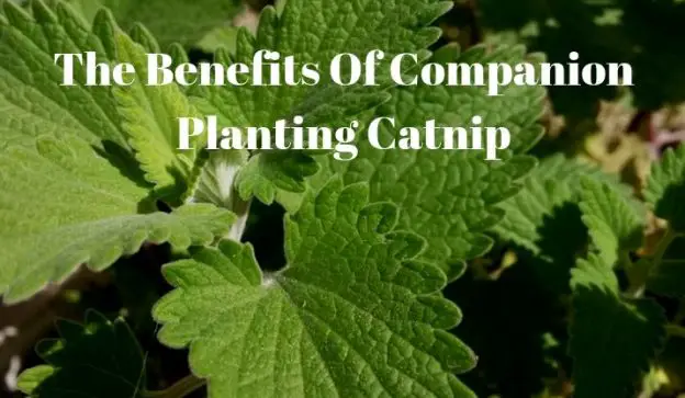 companion planting catnip