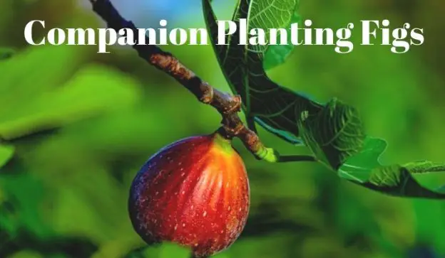 companion planting figs