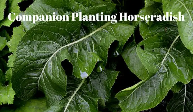 companion planting horseradish