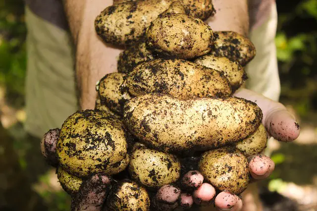 companion planting horseradish - potatoes