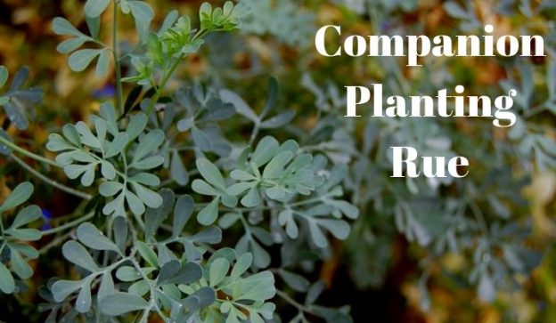 Companion Planting Rue