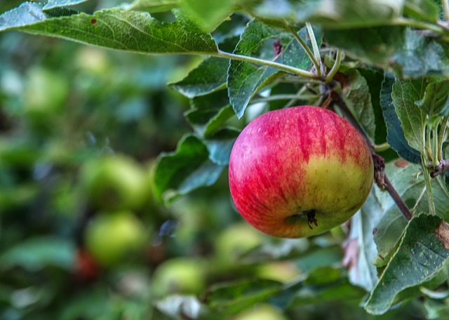 foxglove-apple trees
