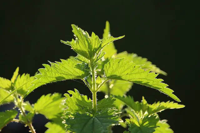 stinging nettle spray to get rid of aphids on roses