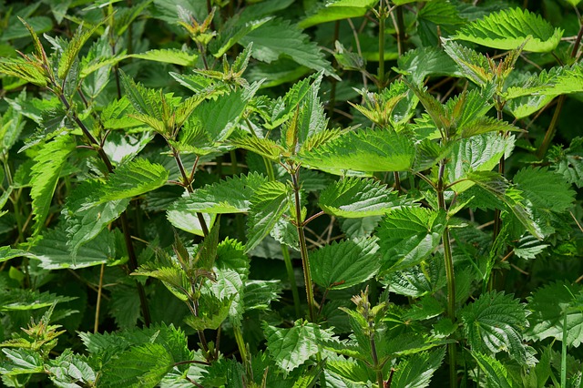 stinging nettles and figs