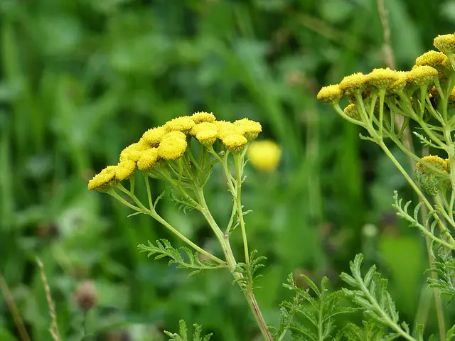 tansy to keep bad bugs away